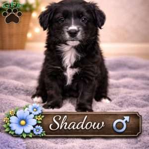 Shadow, Border Collie Mix Puppy